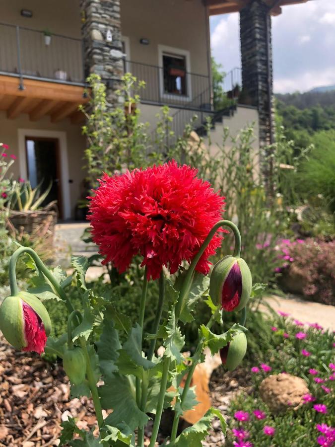 דירות Paesana Semi Al Vento: La Bio-Casa Nel Giardino Incantato! מראה חיצוני תמונה
